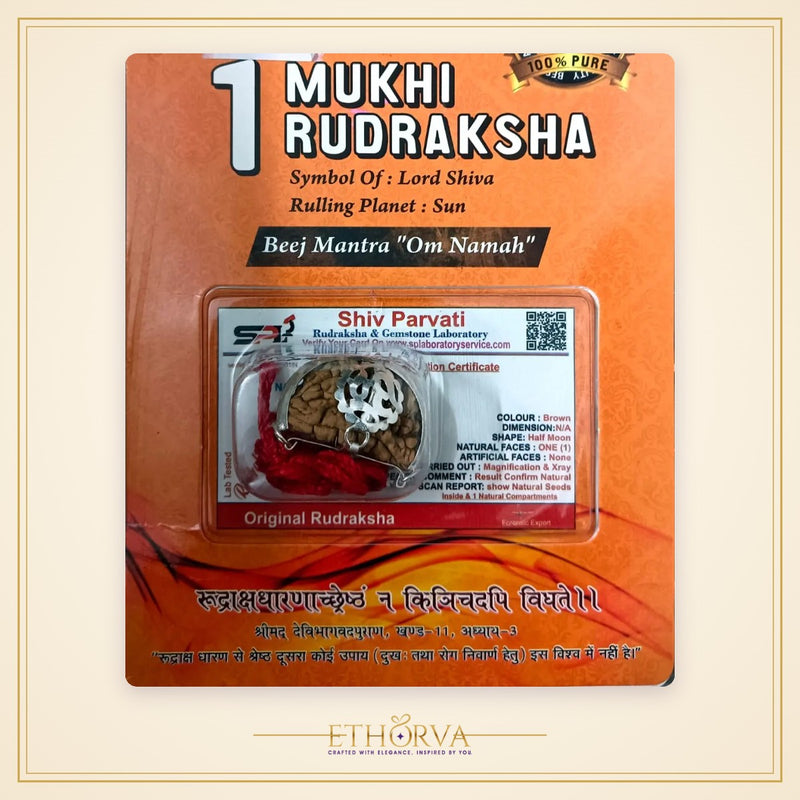 1 Mukhi (Ek Mukhi) Rudraksha