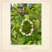 Green Tulsi Bead Bracelet