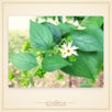 Harsingar (Parijat) Leaves – 51 Leaves