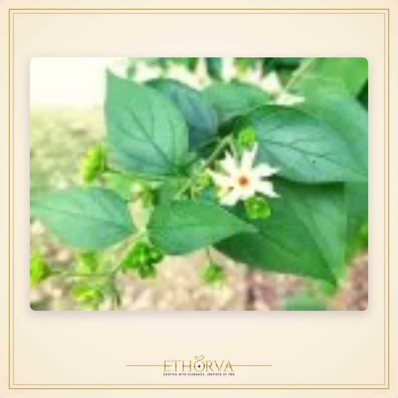 Harsingar (Parijat) Leaves – 51 Leaves