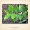 Harsingar (Parijat) Leaves – 51 Leaves - view 2