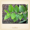 Harsingar (Parijat) Leaves – 51 Leaves - view 4