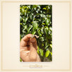 Lotus shape Tulsi Earrings - view 2