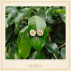 Plain Tulsi Earrings ( Flower shaped)