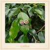 Radha Naam Tulsi Earrings
