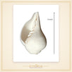 Vamavarti Blowing Shankh (5 Inch) – Natural Left-Turning Conch Shell for Puja, Aarti & Rituals - view 2