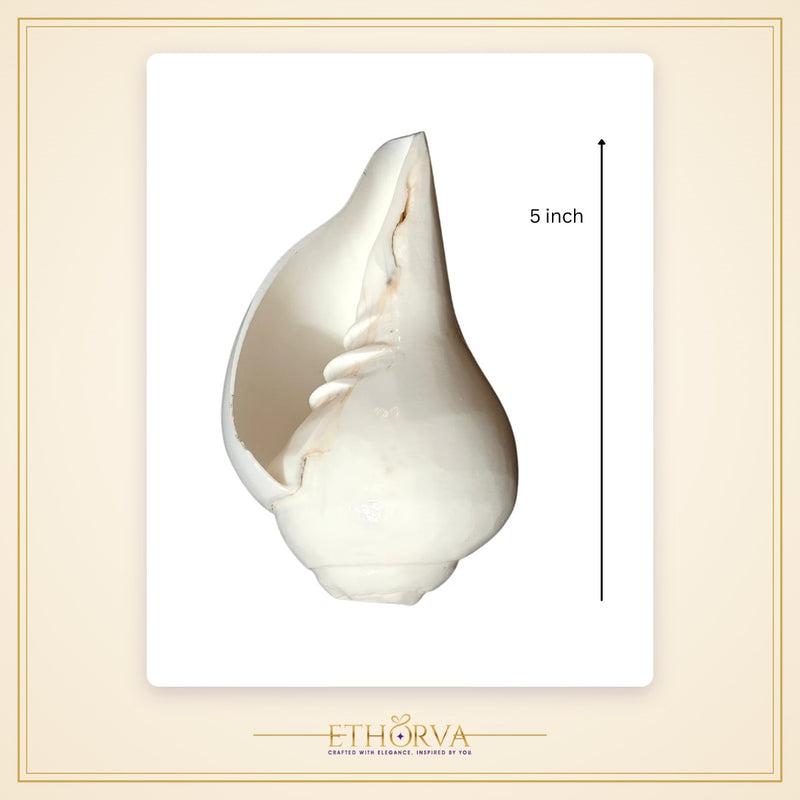 Vamavarti Blowing Shankh (5 Inch) – Natural Left-Turning Conch Shell for Puja, Aarti & Rituals - view 2
