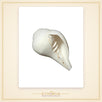 Vamavarti Blowing Shankh (5 Inch) – Natural Left-Turning Conch Shell for Puja, Aarti & Rituals - view 3