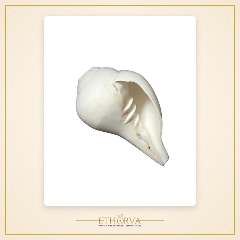 Vamavarti Blowing Shankh (5 Inch) – Natural Left-Turning Conch Shell for Puja, Aarti & Rituals - view 3